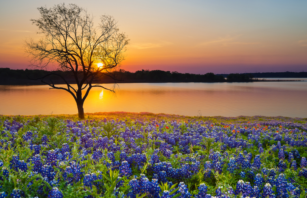 Texas Lake